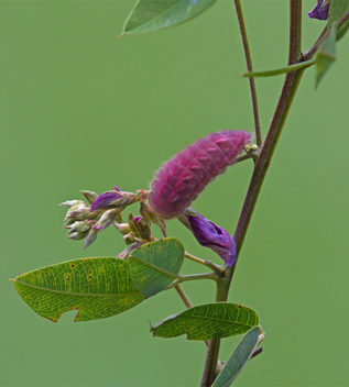 Gray Hairstreak caterpillar